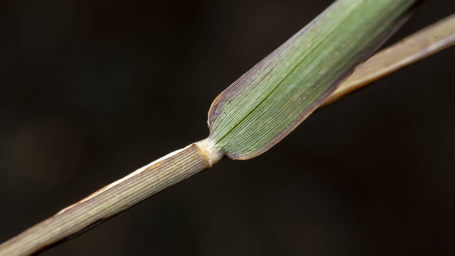 Poaceae in greto